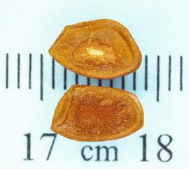   Seeds:   Carissa macrocarpa ; Photo by N. Diaz, USDA APHIS PPQ, imageID.idtools.org
